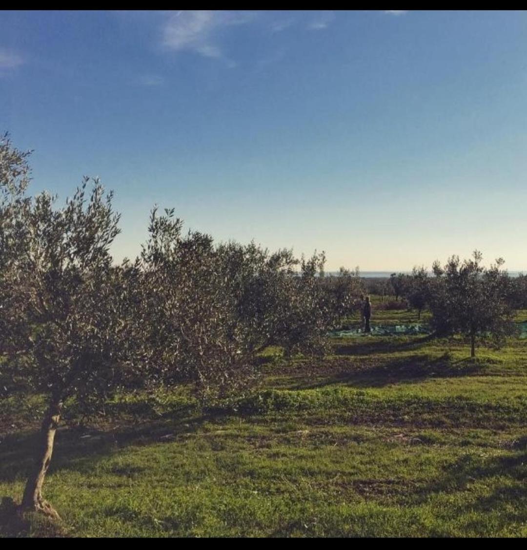 Apartman Ostrea *** Bale Kültér fotó